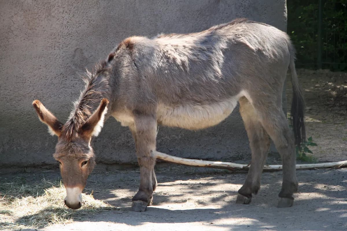 Aalborg Zoo Guide: 10 Things to Know Before You Go