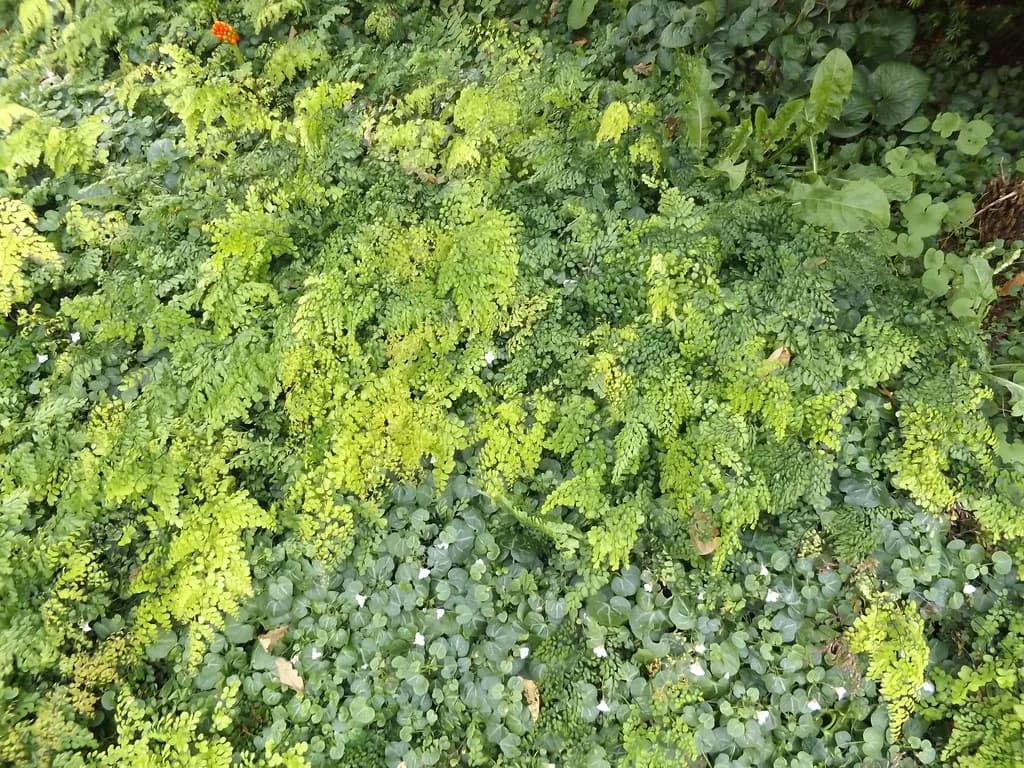 Aarhus Botanical Garden: The Complete Visitor Guide