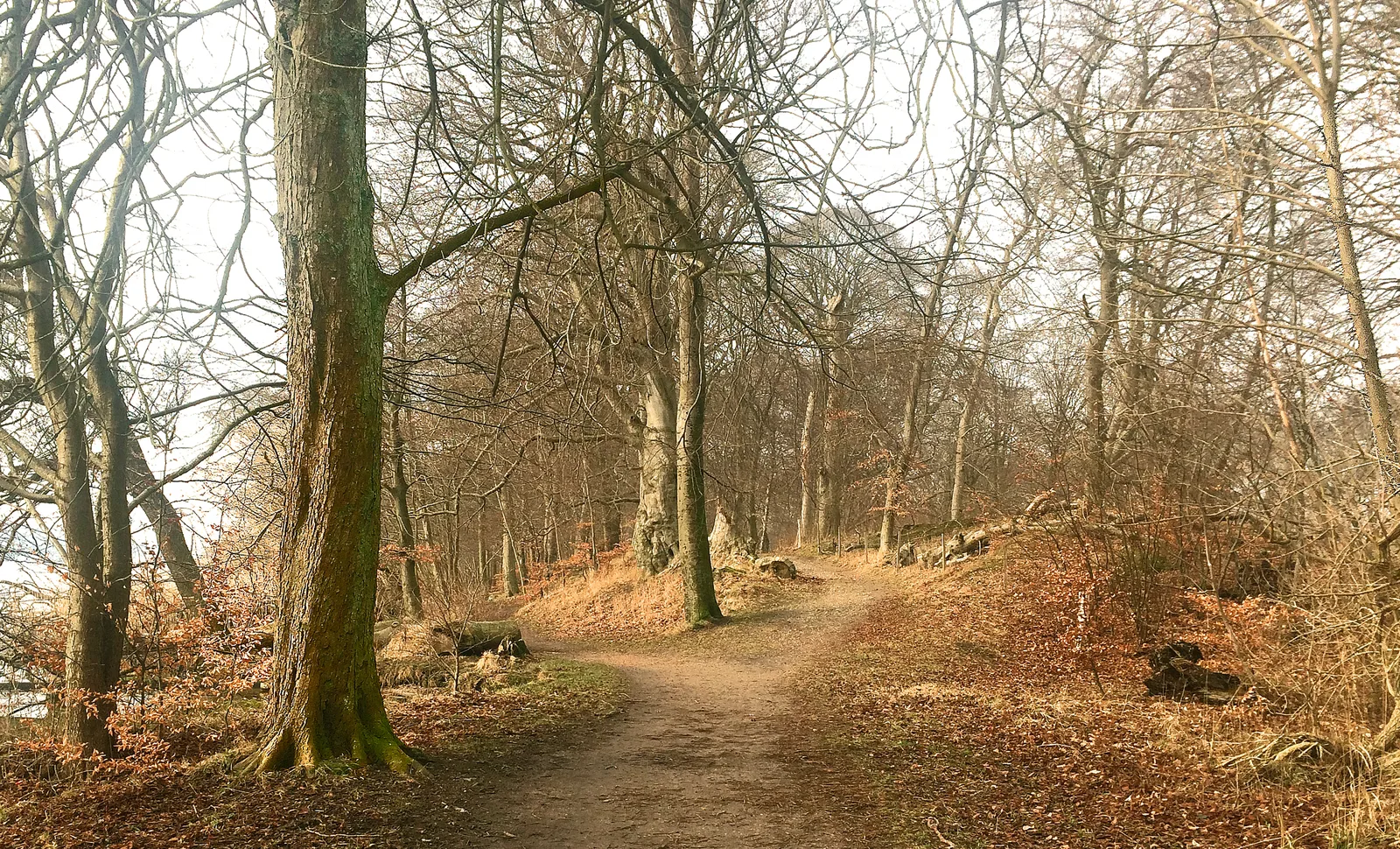 Forest landscape path and nature trail