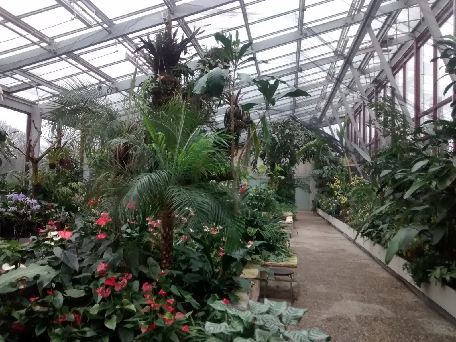 Tropical plants inside greenhouse dome