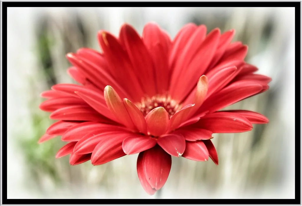 Aarhus Botanical Garden: Exploring the Greenhouses