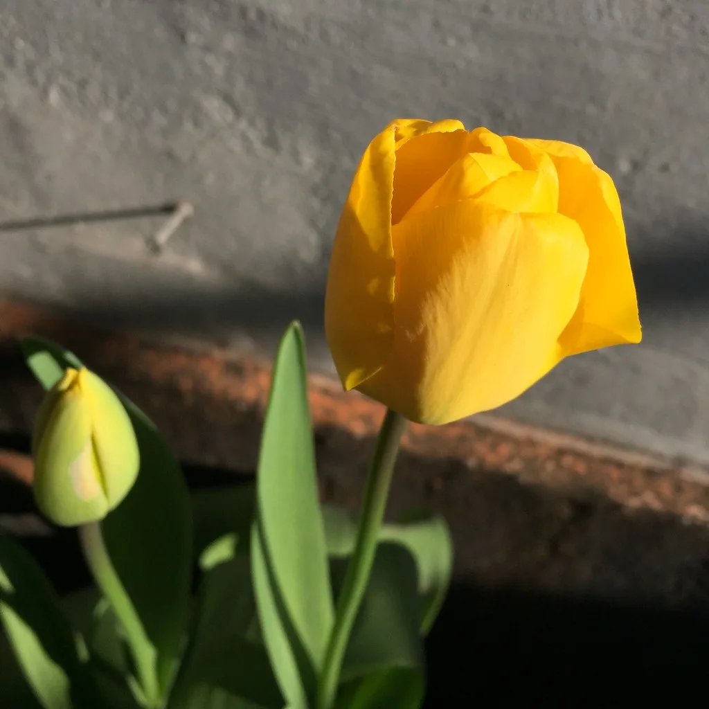 , spring in aarhus, Aarhus Denmark