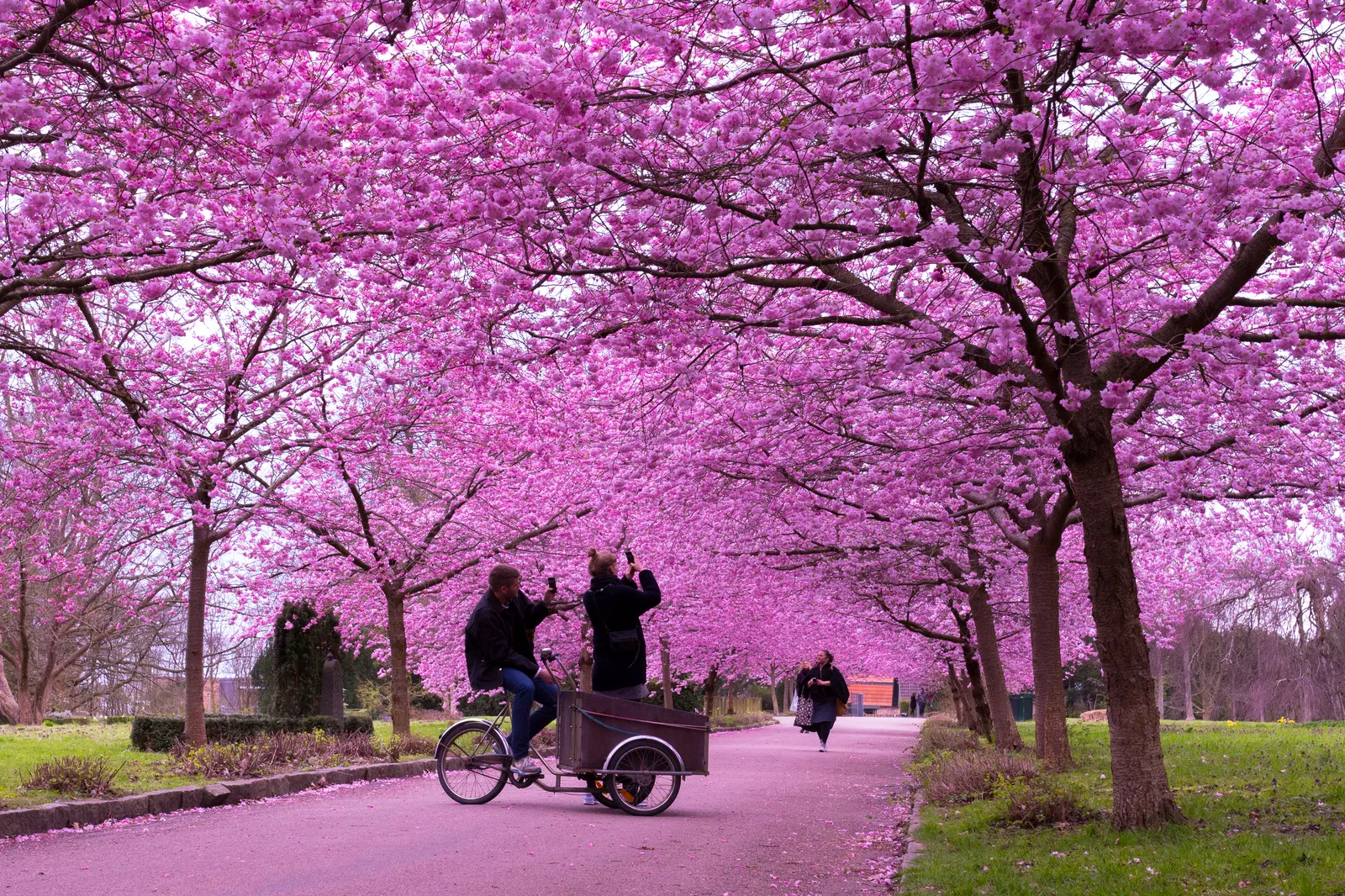 Pink cherry blossoms in full bloom at Bispebjerg Cemetery, Copenhagen, creating a tunnel of flowers