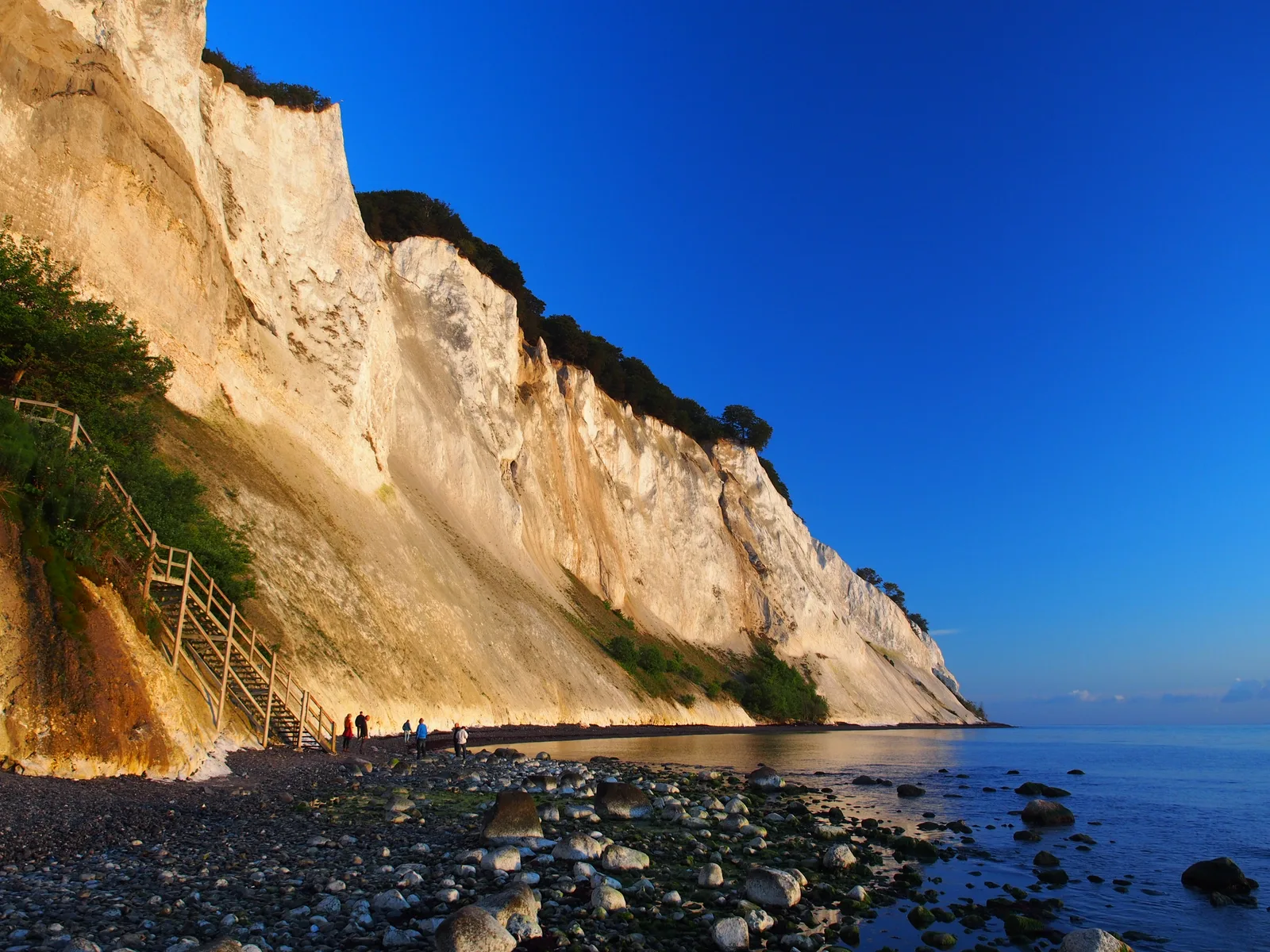 Møns Klint white chalk cliffs dropping to the Baltic Sea
