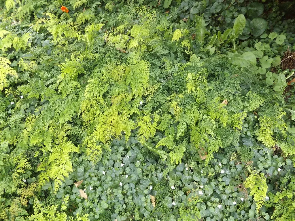 Aarhus botanical gardens and surrounding Jutland landscape